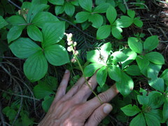 Pyrola minor