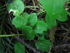 Pyrola minor