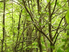 Granatellus venustus