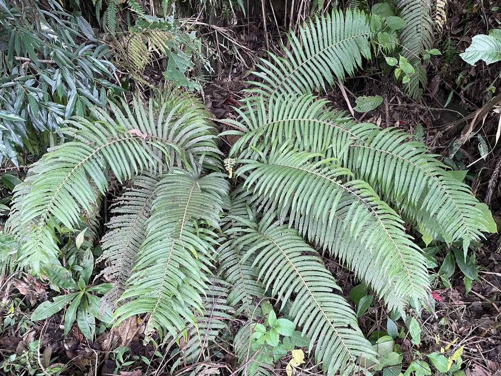 Sphaerostephanos taiwanensis