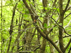 Granatellus venustus