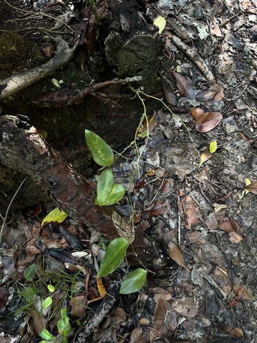 Everglades greenbrier (Smilax coriacea)