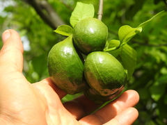 Tabernaemontana tomentosa