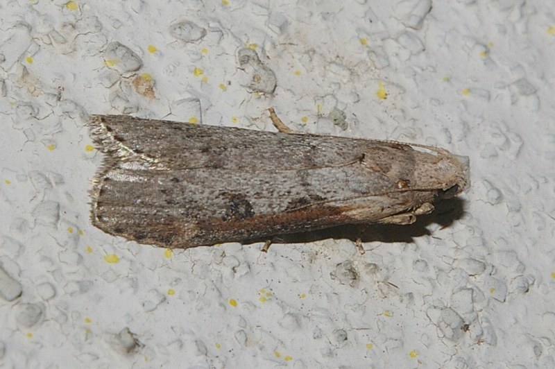 Lamoria glaucalis