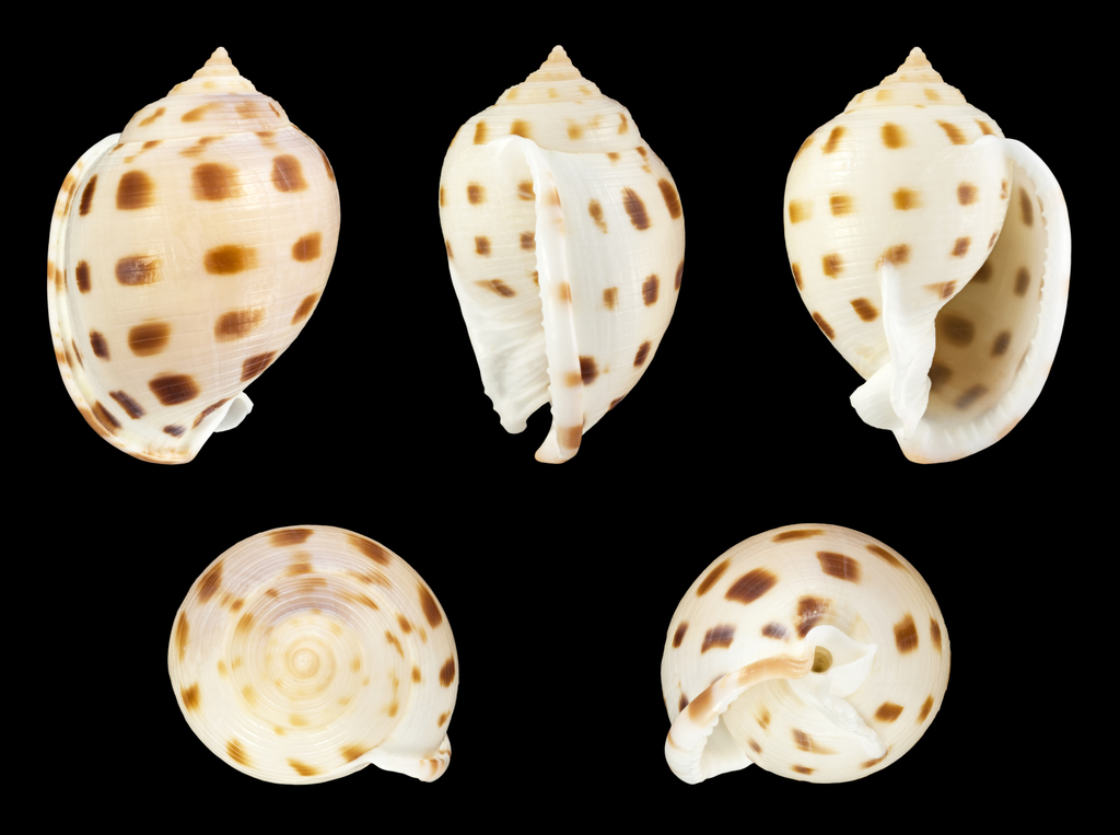 Semicassis bisulcata