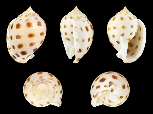 Ball Helmet Snail