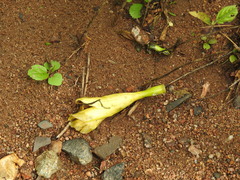 Tabernaemontana tomentosa