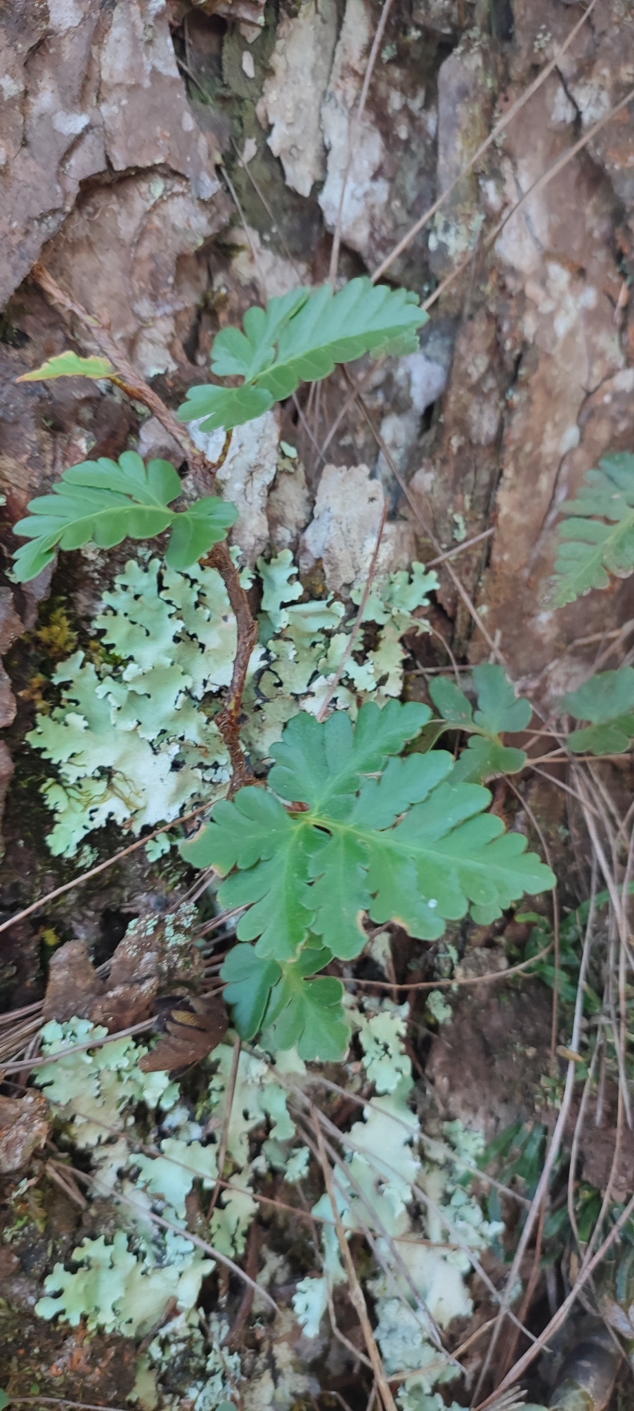 Davallia repens — ảnh 3