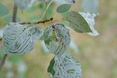 Harmandiola