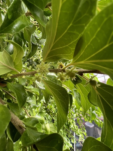 Dovyalis hebecarpa observed 2024-12-28