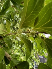 Dovyalis hebecarpa