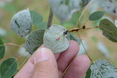 Harmandiola