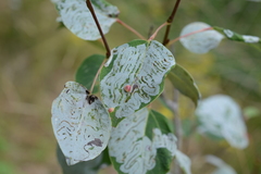 Harmandiola