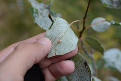 Harmandiola