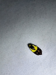 Rectiostoma xanthobasis