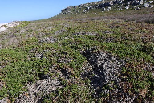Image of Cullumia squarrosa by (c) Tony Rebelo, some rights reserved (CC BY-SA)