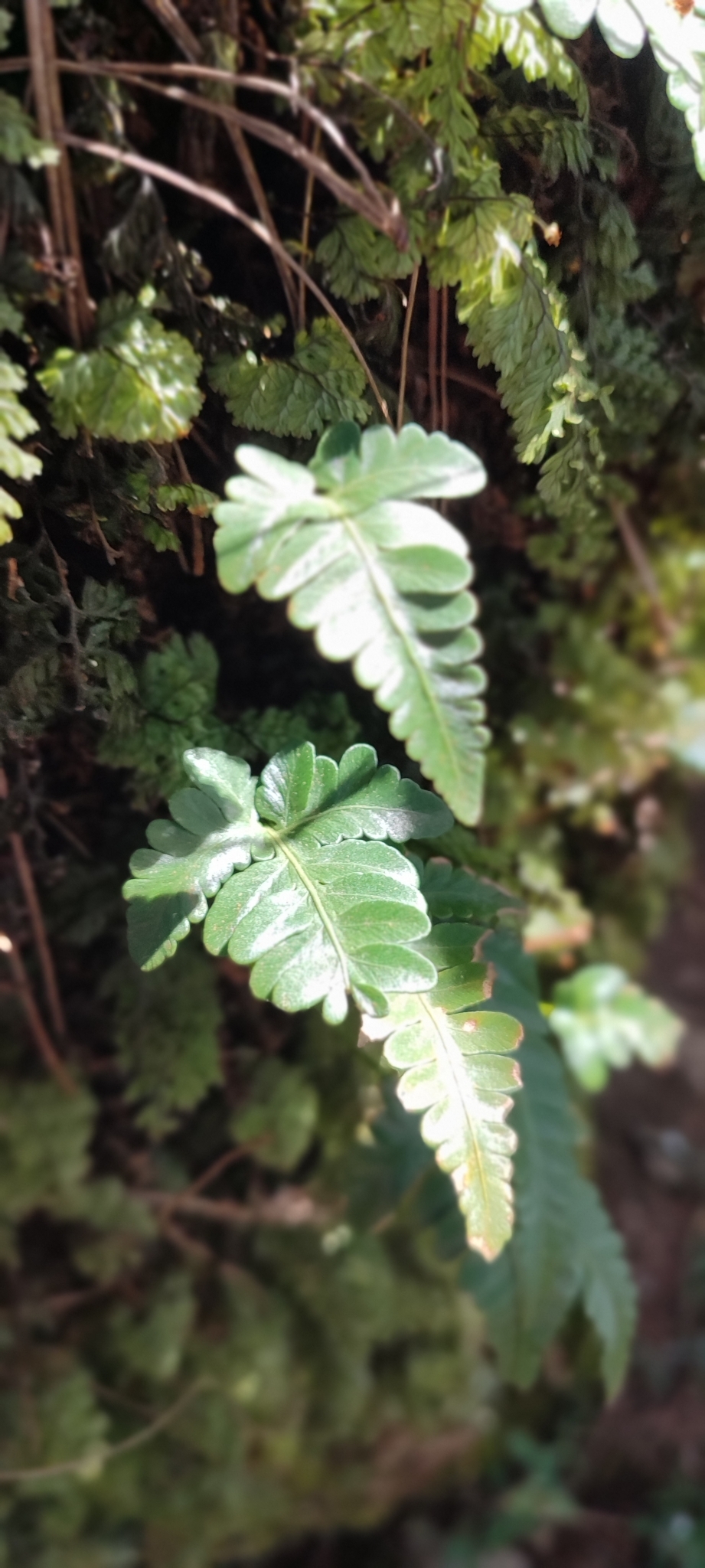 Davallia repens (Davallia repens)
