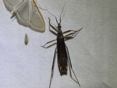 Pygolampis pectoralis