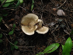 Ampulloclitocybe