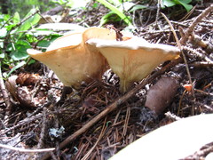 Ampulloclitocybe