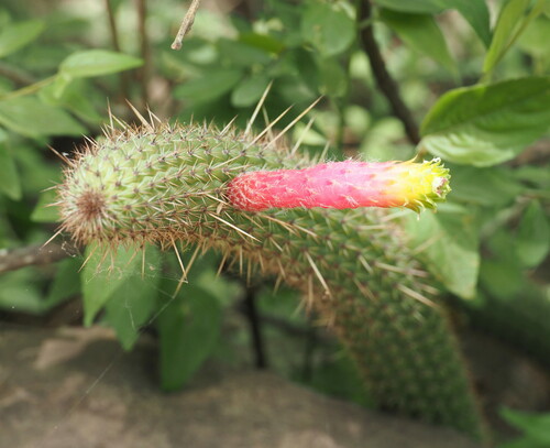 Cleistocactus smaragdiflorus (Cleistocactus smaragdiflorus)