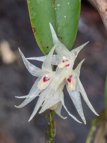 Diaphana Orchid