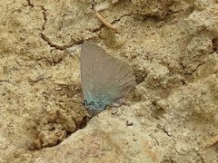Callophrys