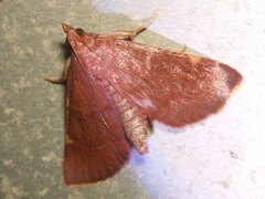 Hypsopygia pelasgalis