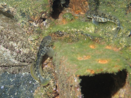 Tanega rockskipper (Praealticus tanegasimae) — Blenniidae — 4