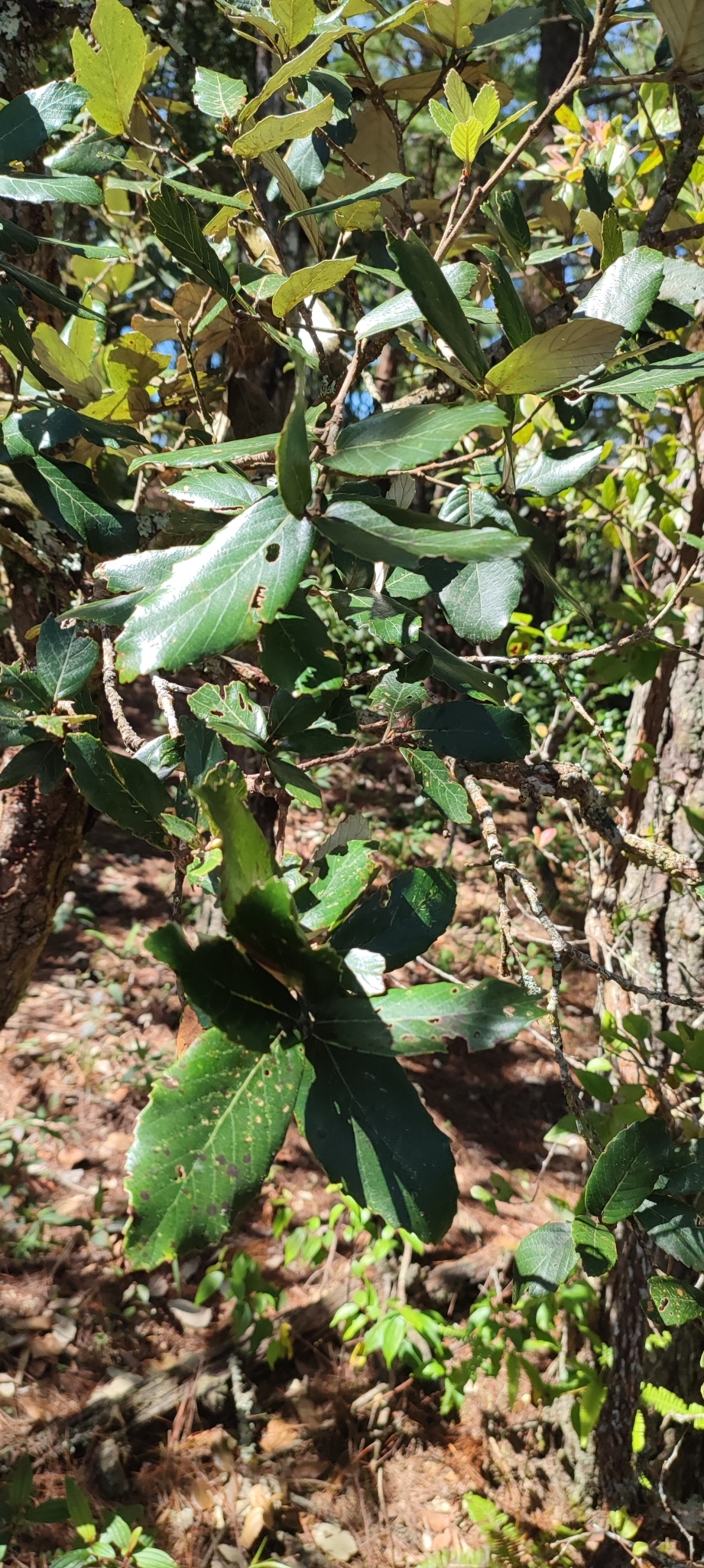 Quercus lanata — ảnh 2