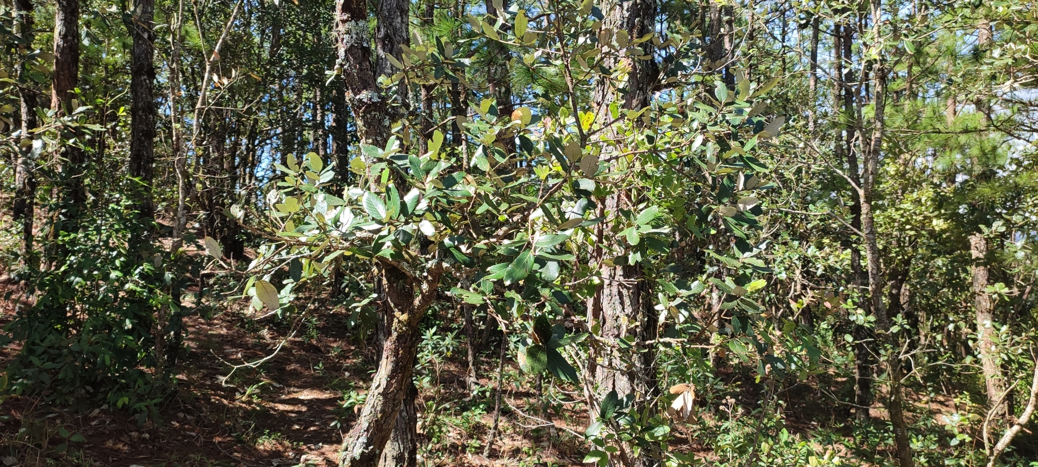 Quercus lanata — ảnh 3