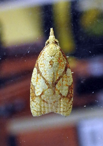 Reticulated Fruitworm Moth