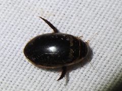 Thermonectus basillaris