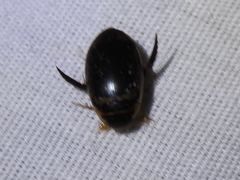 Thermonectus basillaris