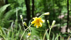 Hieracium venosum