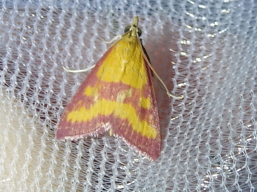 Southern Purple Mint Moth photo 3