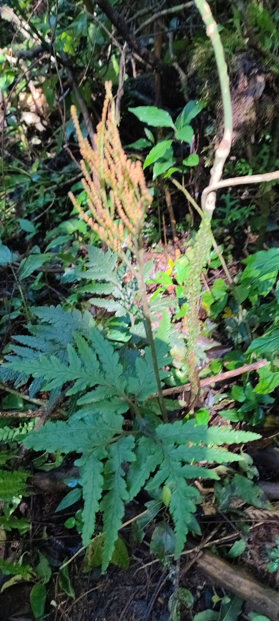 Sceptridium daucifolium (Sceptridium daucifolium)