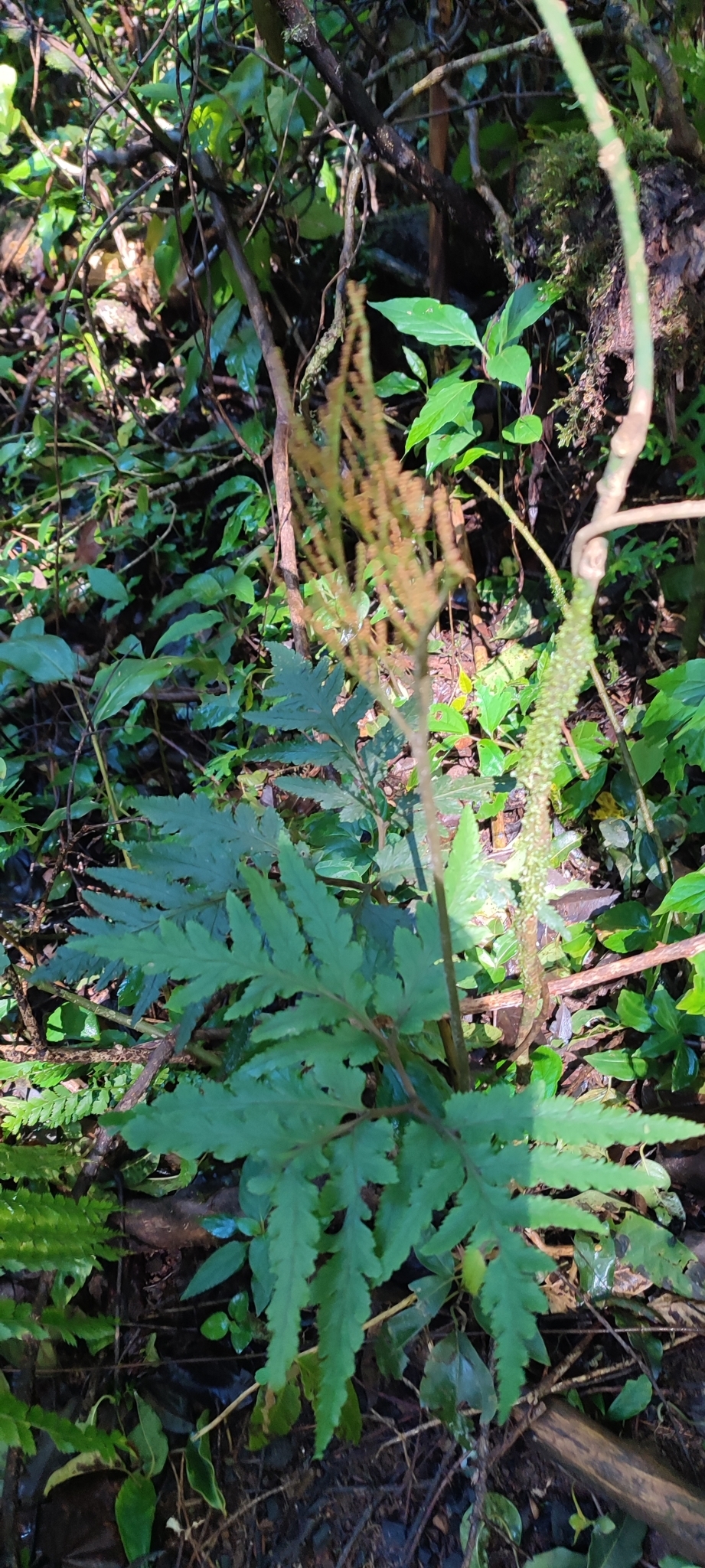 Sceptridium daucifolium — ảnh 2