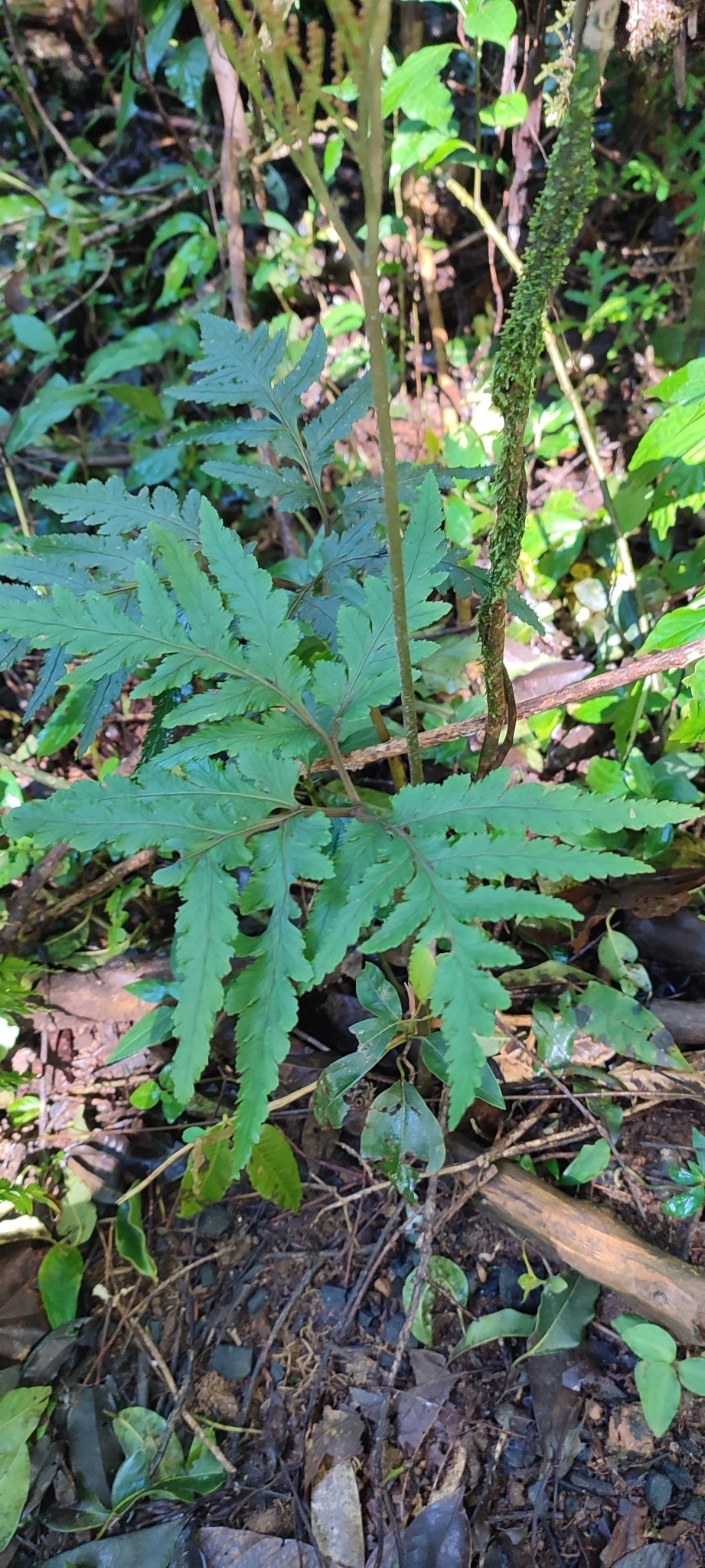 Sceptridium daucifolium — ảnh 3