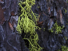 Letharia lupina