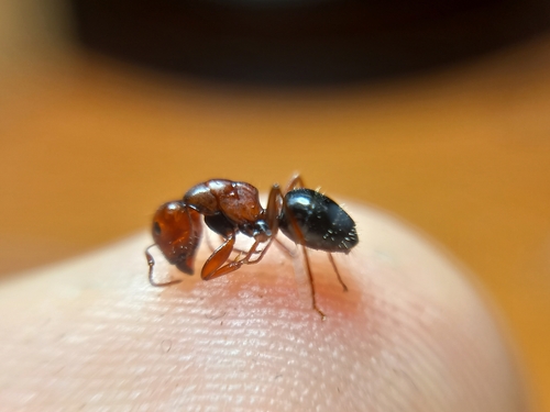 Camponotus vogtiCamponotus vogti