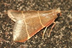 Hypsopygia glaucinalis