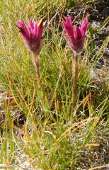 Castilleja lemmonii