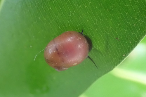 Neritodryas dubia, 2023-08-28
