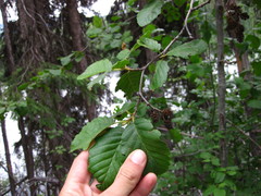 Alnus incana tenuifolia