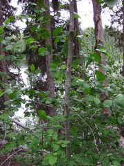 Alnus incana tenuifolia