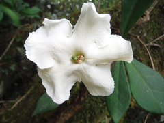 Brunfelsia americana