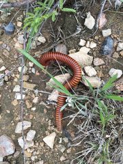 Orthoporus
