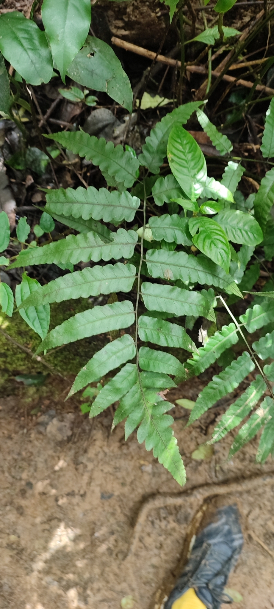 Diplazium dilatatum (Diplazium dilatatum)