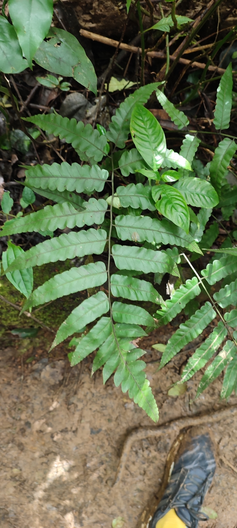 Diplazium dilatatum — ảnh 2